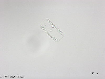 phyto/Brazilian_Nordeste/FernandodeNoronha_station1/ABRACOS1 October 2015/Nitzschia spathulata (Snap-1049- cf Amphiprora sp)(copy)_thumb.jpg